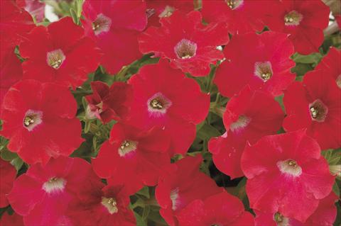 Foto de variedad de flores para ser usadas como: Maceta, planta de temporada, patio Petunia x hybrida Red Ray