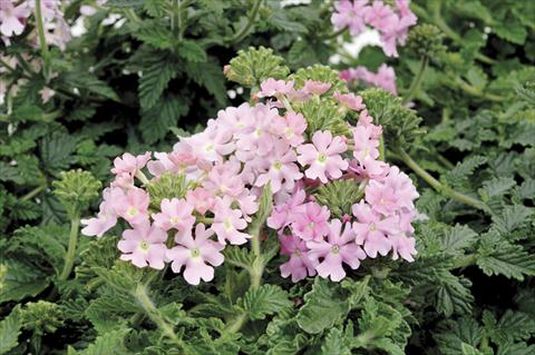 Foto de variedad de flores para ser usadas como: Maceta y planta de temporada Verbena Shangri-La® Pink