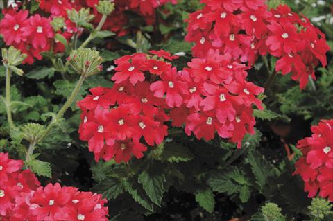 Foto de variedad de flores para ser usadas como: Maceta y planta de temporada Verbena Shangri-La® Salmon Scented
