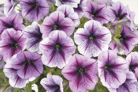 Foto de variedad de flores para ser usadas como: Maceta, planta de temporada, patio Petunia x hybrida Ray Purple Vein Ray