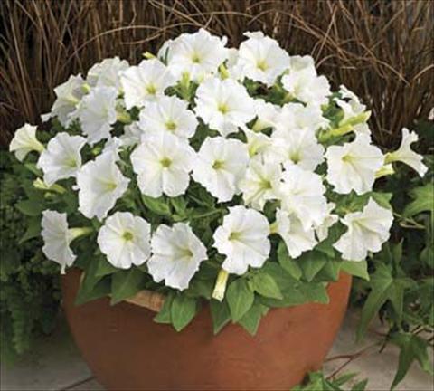 Foto de variedad de flores para ser usadas como: Maceta o Tarrina de colgar Petunia milliflora Piccobella F1 White