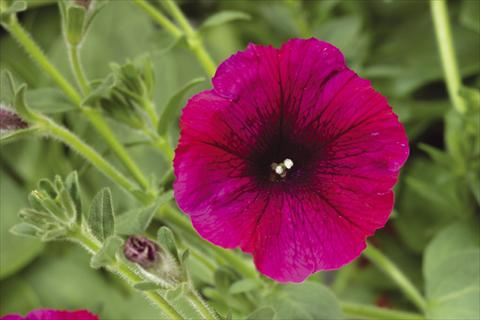 Foto de variedad de flores para ser usadas como: Maceta, planta de temporada, patio Petunia pendula Sanguna® Burgundy