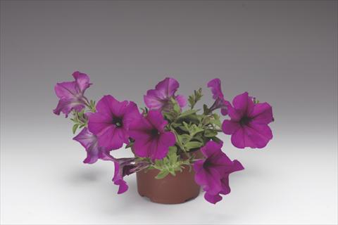 Foto de variedad de flores para ser usadas como: Maceta, planta de temporada, patio Petunia pendula Deep Purple Plush F1
