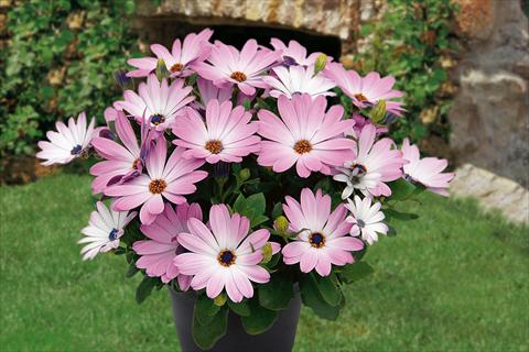 Foto de variedad de flores para ser usadas como: Maceta, planta de temporada, patio Osteospermum Springstar Pink