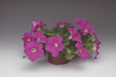 Foto de variedad de flores para ser usadas como: Maceta, planta de temporada, patio Petunia pendula Sanguna® Hot Rose