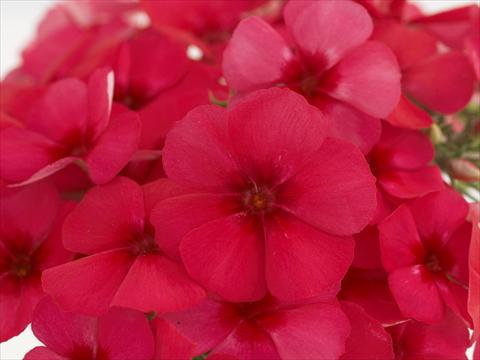 Foto de variedad de flores para ser usadas como: Maceta y planta de temporada Phlox Primavera Cherry Rose With Eye