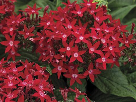 Foto de variedad de flores para ser usadas como: Maceta y planta de temporada Pentas lanceolata Starla Red Imp