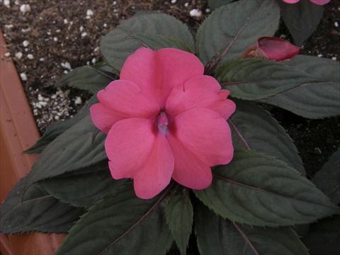 Foto de variedad de flores para ser usadas como: Maceta y planta de temporada Impatiens N. Guinea SunPatiens® Compact Rose