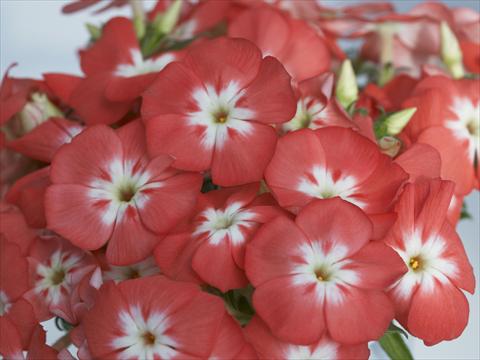 Foto de variedad de flores para ser usadas como: Maceta y planta de temporada Phlox Primavera Salmon With Eye