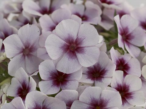 Foto de variedad de flores para ser usadas como: Maceta y planta de temporada Phlox Primavera White With Purple Eye