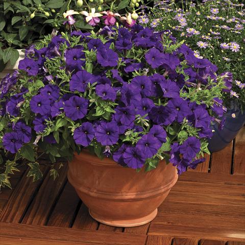 Foto de variedad de flores para ser usadas como: Maceta y planta de temporada Petunia milliflora Picobella Blue