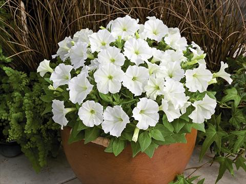 Foto de variedad de flores para ser usadas como: Maceta y planta de temporada Petunia milliflora Picobella White
