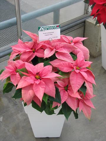 Foto de variedad de flores para ser usadas como: Maceta Poinsettia - Euphorbia pulcherrima Classic Pink