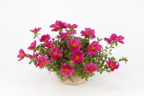 Foto de variedad de flores para ser usadas como: Maceta, planta de temporada, patio Portulaca Duna® Magenta