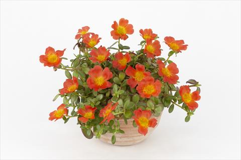 Foto de variedad de flores para ser usadas como: Maceta, planta de temporada, patio Portulaca Duna® Orange