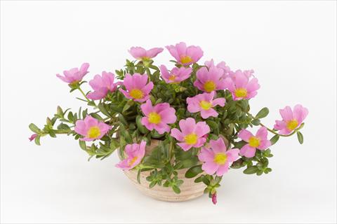 Foto de variedad de flores para ser usadas como: Maceta, planta de temporada, patio Portulaca Duna® Pink