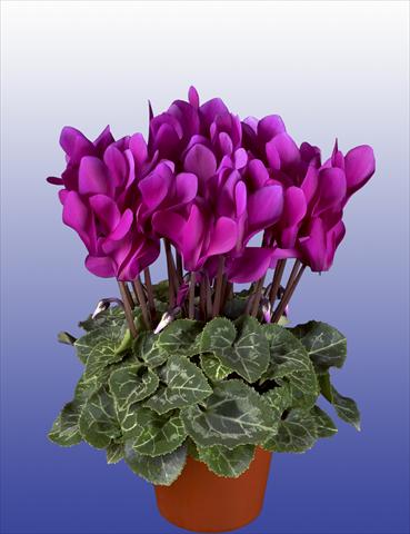 Foto de variedad de flores para ser usadas como: Maceta, patio, Tarrina de colgar Cyclamen persicum Super Serie® Verano® F1 Dark Violet