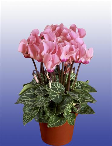 Foto de variedad de flores para ser usadas como: Maceta, patio, Tarrina de colgar Cyclamen persicum Super Serie® Verano® F1 Light Salmon Pink