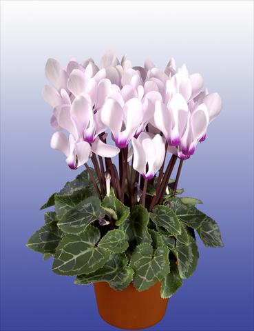 Foto de variedad de flores para ser usadas como: Maceta, patio, Tarrina de colgar Cyclamen persicum Super Serie® Verano® F1 Light with Eye