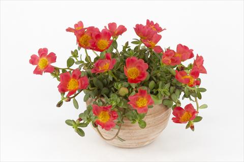 Foto de variedad de flores para ser usadas como: Maceta, planta de temporada, patio Portulaca Duna® Red