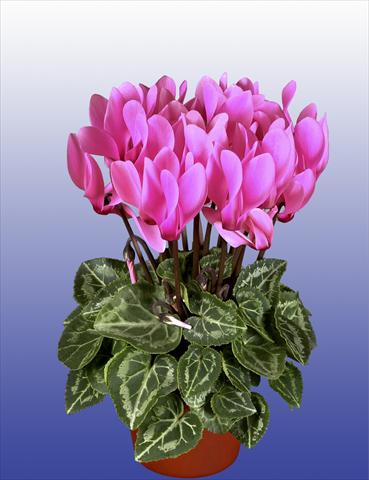Foto de variedad de flores para ser usadas como: Maceta, patio, Tarrina de colgar Cyclamen persicum Super Serie® Verano® F1 Neon Pink