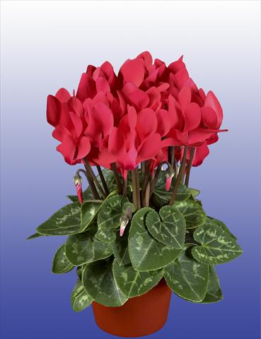 Foto de variedad de flores para ser usadas como: Maceta, patio, Tarrina de colgar Cyclamen persicum Super Serie® Verano® F1 Salmon Red