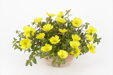 Foto de variedad de flores para ser usadas como: Maceta, planta de temporada, patio Portulaca Duna® Yellow