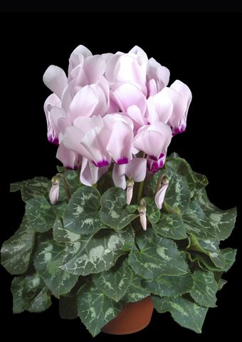 Foto de variedad de flores para ser usadas como: Maceta Cyclamen persicum Super Serie® XL® F1 Light with Eye