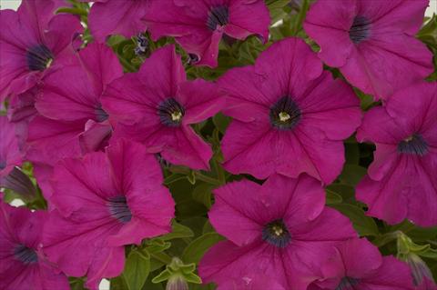 Foto de variedad de flores para ser usadas como: Maceta, patio, Tarrina de colgar Petunia Purple Ray