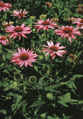 Foto de variedad de flores para ser usadas como: Planta de temporada / borde del macizo Echinacea purpurea Ruby Star