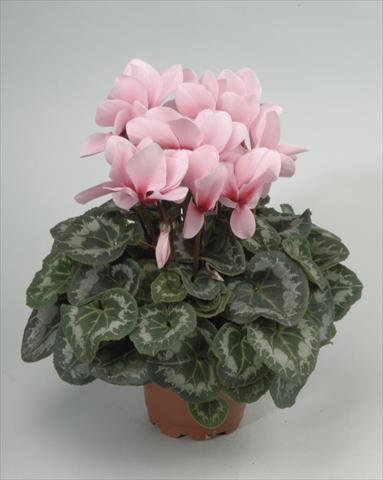 Foto de variedad de flores para ser usadas como: Maceta y planta de temporada Cyclamen persicum Rainier Light Pink with Eye