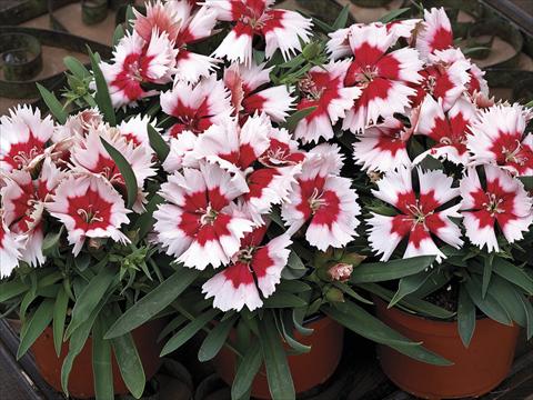 Foto de variedad de flores para ser usadas como: Maceta y planta de temporada Dianthus chinensis Super Parfait Red Peppermint