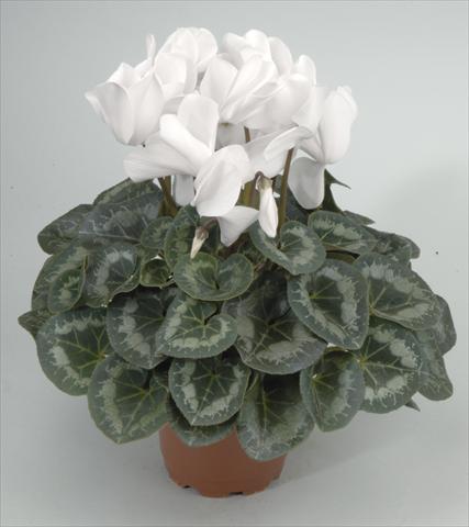 Foto de variedad de flores para ser usadas como: Maceta y planta de temporada Cyclamen persicum Rainier White