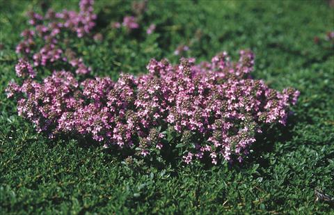 Foto de variedad de flores para ser usadas como: Planta de temporada / borde del macizo Thymus serpyllum Magic Carpet