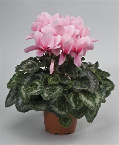 Foto de variedad de flores para ser usadas como: Maceta y planta de temporada Cyclamen persicum Rainier Light Pink Eye