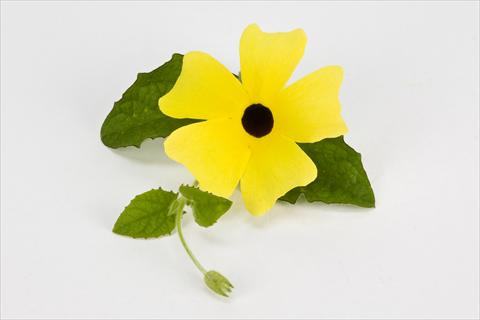 Foto de variedad de flores para ser usadas como: Tarrina de colgar / Maceta Thumbergia alata Gelb