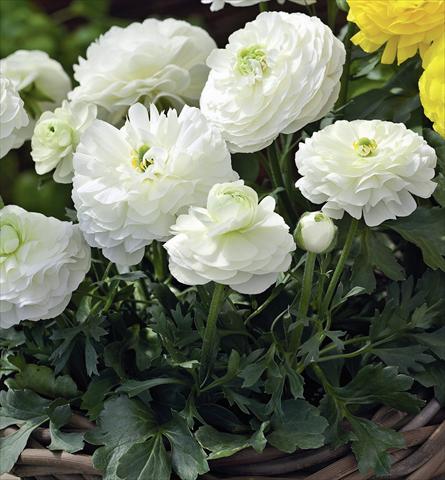 Foto de variedad de flores para ser usadas como: Maceta Ranunculus asiaticus Magic White