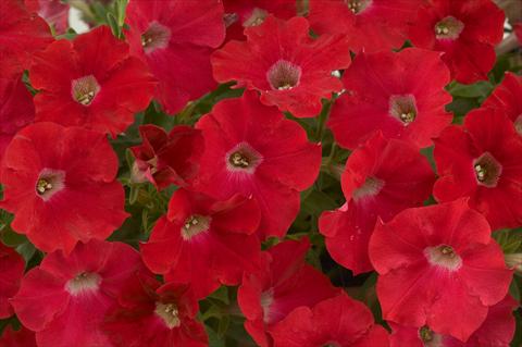 Foto de variedad de flores para ser usadas como: Maceta, patio, Tarrina de colgar Petunia Red Ray