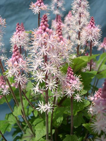 Foto de variedad de flores para ser usadas como: Maceta o Tarrina de colgar Tiarella polyphylla Tiarella Snowblanket