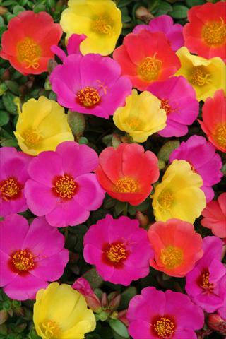 Foto de variedad de flores para ser usadas como: Maceta y planta de temporada Portulaca Toucan Hot Mix