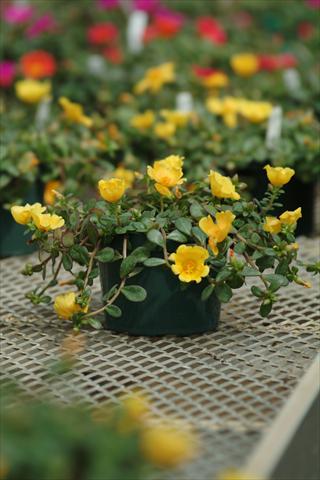 Foto de variedad de flores para ser usadas como: Maceta y planta de temporada Portulaca Toucan Yellow