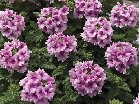 Foto de variedad de flores para ser usadas como: Maceta o Tarrina de colgar Verbena tenera Tuscany Orchid Frost