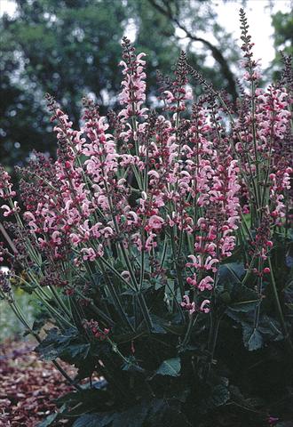 Foto de variedad de flores para ser usadas como: Planta de temporada / borde del macizo Salvia pratensis Ballett-Serie Rose Rhapsody
