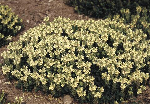 Foto de variedad de flores para ser usadas como: Planta de temporada / borde del macizo Scutellaria alpina Moonbeam