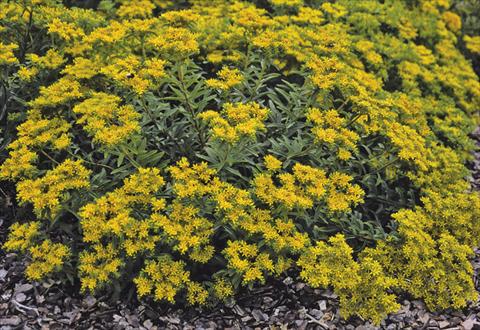 Foto de variedad de flores para ser usadas como: Planta de temporada / borde del macizo Sedum selskianum Goldilocks
