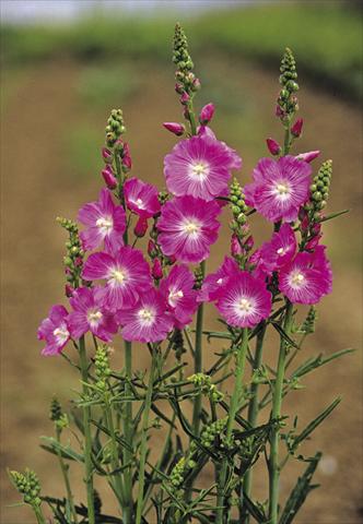 Foto de variedad de flores para ser usadas como: Planta de temporada / borde del macizo Sidalcea malviflora Purpetta