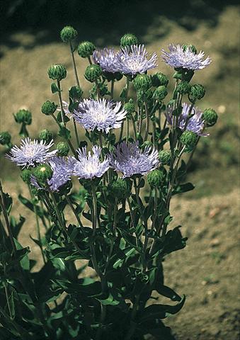Foto de variedad de flores para ser usadas como: Planta de temporada / borde del macizo Stokesia laevis Omega Skyrocket