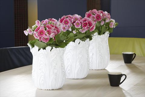 Foto de variedad de flores para ser usadas como: Maceta Primula obconica Twilly Serie Touch Me® Red-White F1