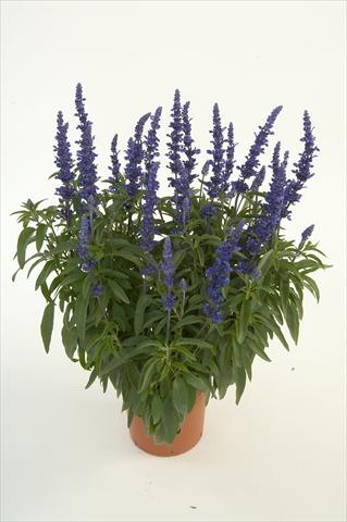 Foto de variedad de flores para ser usadas como: Maceta o Tarrina de colgar Salvia farinacea Sallyfun Blue