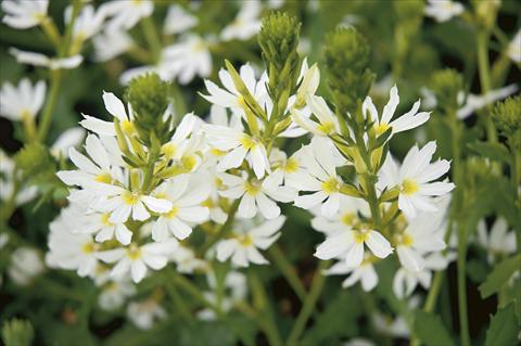 Foto de variedad de flores para ser usadas como: Patio, Tarrina de colgar Scaevola aemula White Wonder